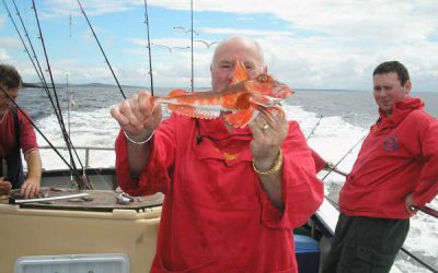 gurnard Killybegs Angling Discover Donegal
